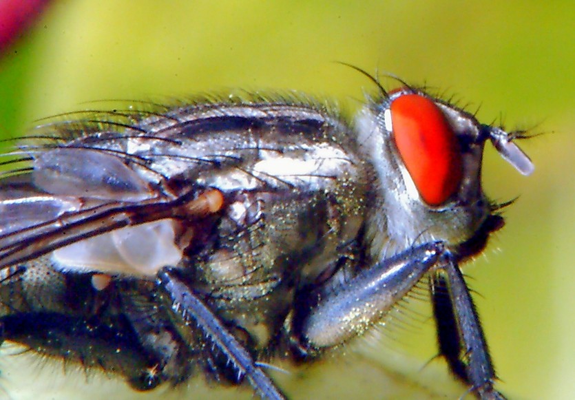 mosca